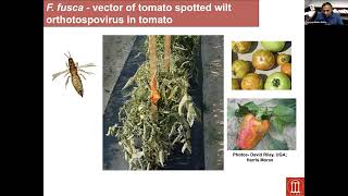 Predatory mite for the management of insecttransmitted viruses in vegetable production