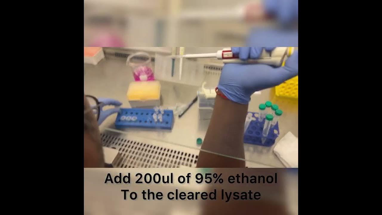 RNA isolation protocol RNA isolation by promega kit YouTube