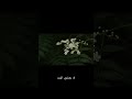 لايعشق الورد الورد سقيا الورد سقيا الحب سقيا القلوب سقيا الجمال سقيا الروح سقيا الورد حياة