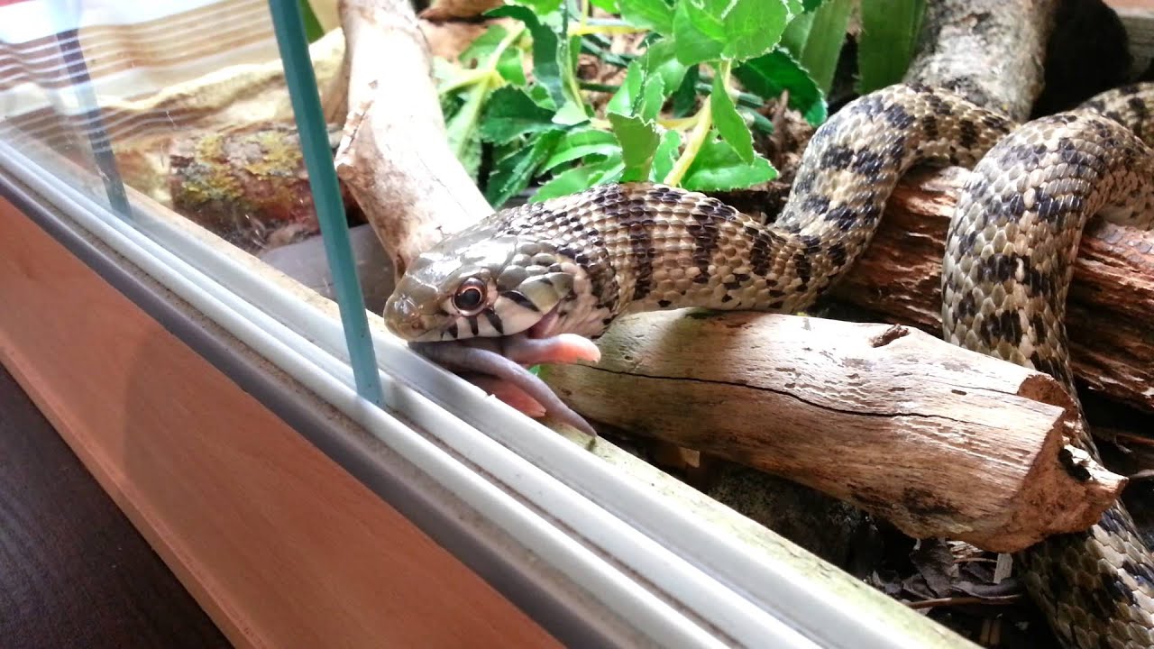 Fresh Look at Garter Snake Feeding