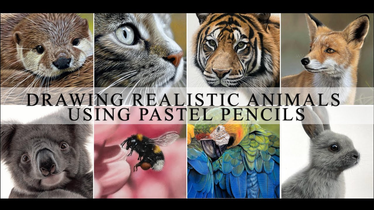 How to Draw Realistic Animals with Pastel Pencils - YouTube