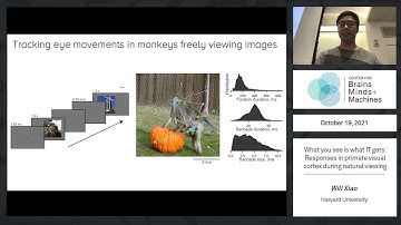 What you see is what IT gets: Responses in primate visual cortex during natural viewing