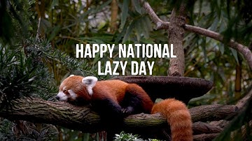 Natl. Lazy Day 😴 - August 10