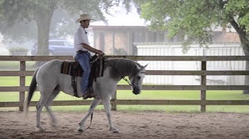 3 Minute Training Tip - Soft Smooth Transitions - Walk to Canter