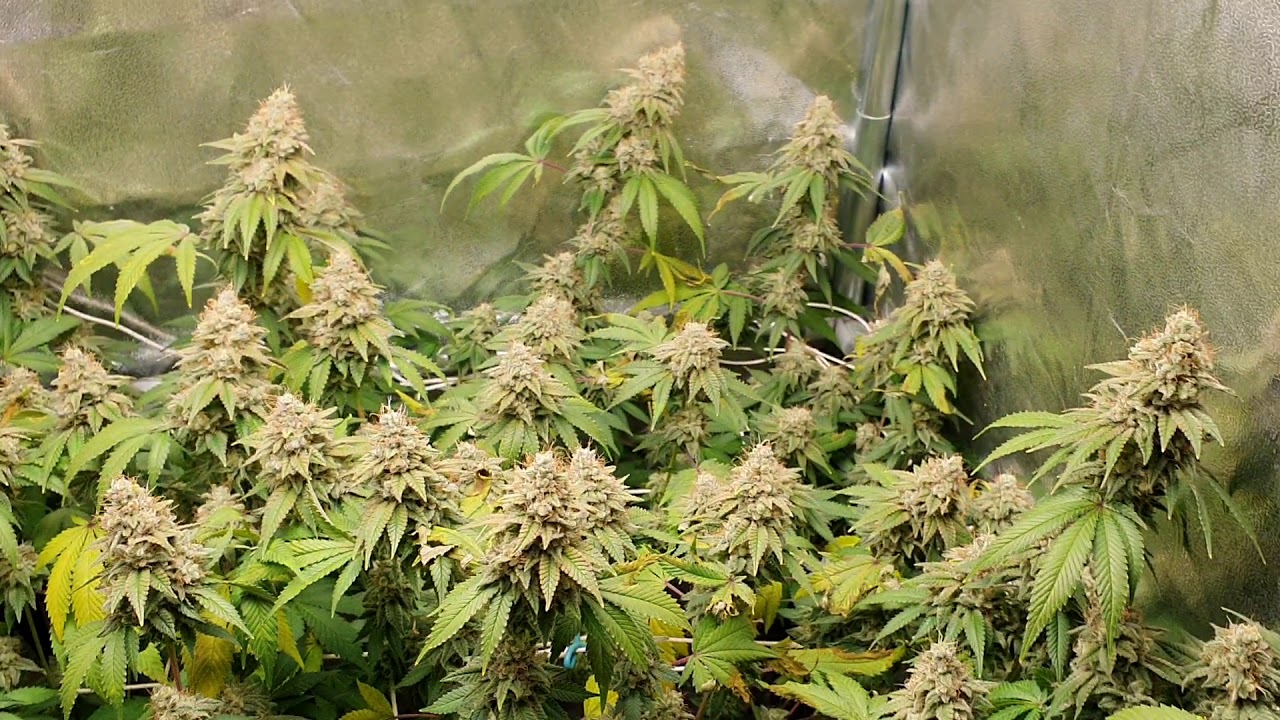 Mars Hydro TS600 Review with Royal Gorilla, Flower Day 63 (Harvest) #12