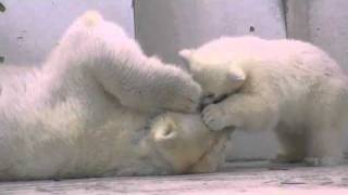 ちょっと痛かったララ~Polar Bears Baby that bites to mother