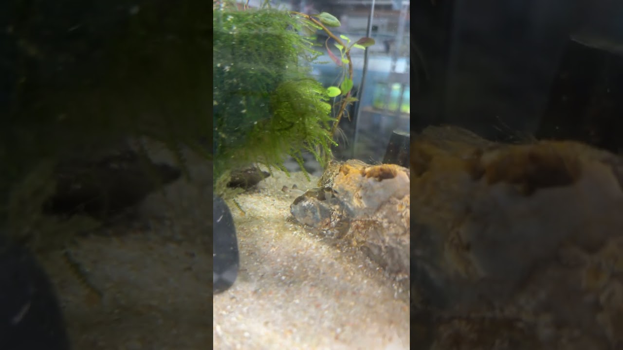 Young pair Chracodon Audax Los Pinos. # #aquarium #fish #fishtank #CARES #endangeredspecies