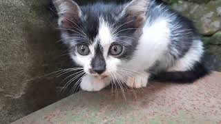 Kitten stuck on water tank, meowing to be rescued by mother | Cute Pets TV