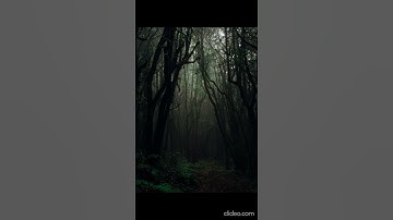 Thumbnail of Jungle sounds