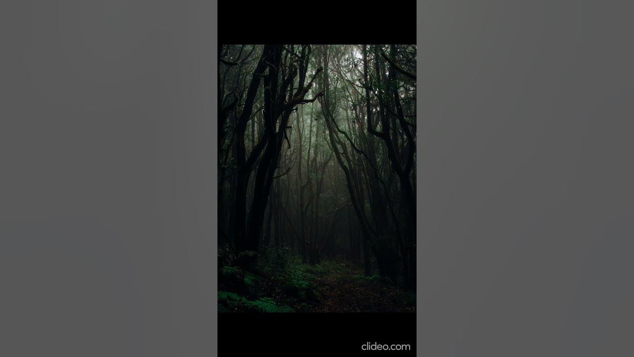 Jungle sounds