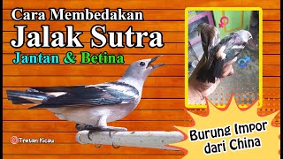 How to distinguish between male and female silk or cotton starlings