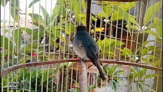 Terapi Selendang Biru Agar Cepat Gacor