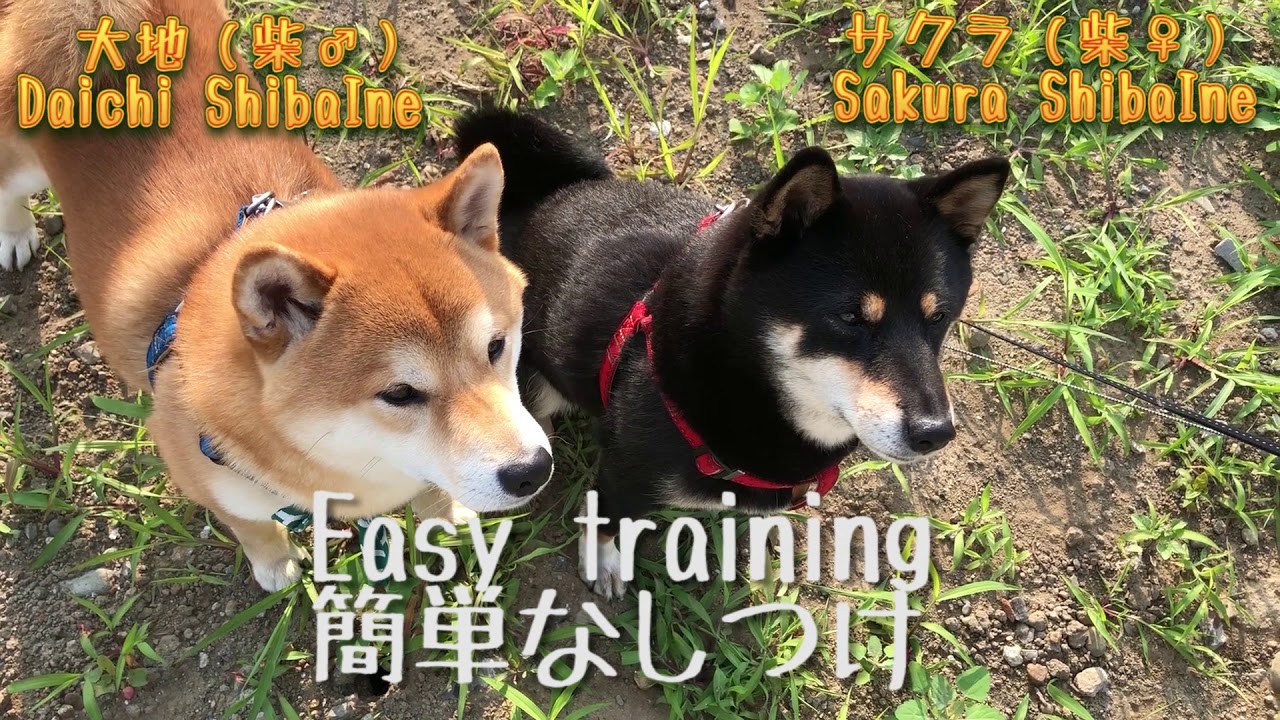 柴犬 大地 ガールハント編 Shibainu Diary Japanesedog Sakura And Daichi 芝犬日誌 サクラと大地 15 Youtube