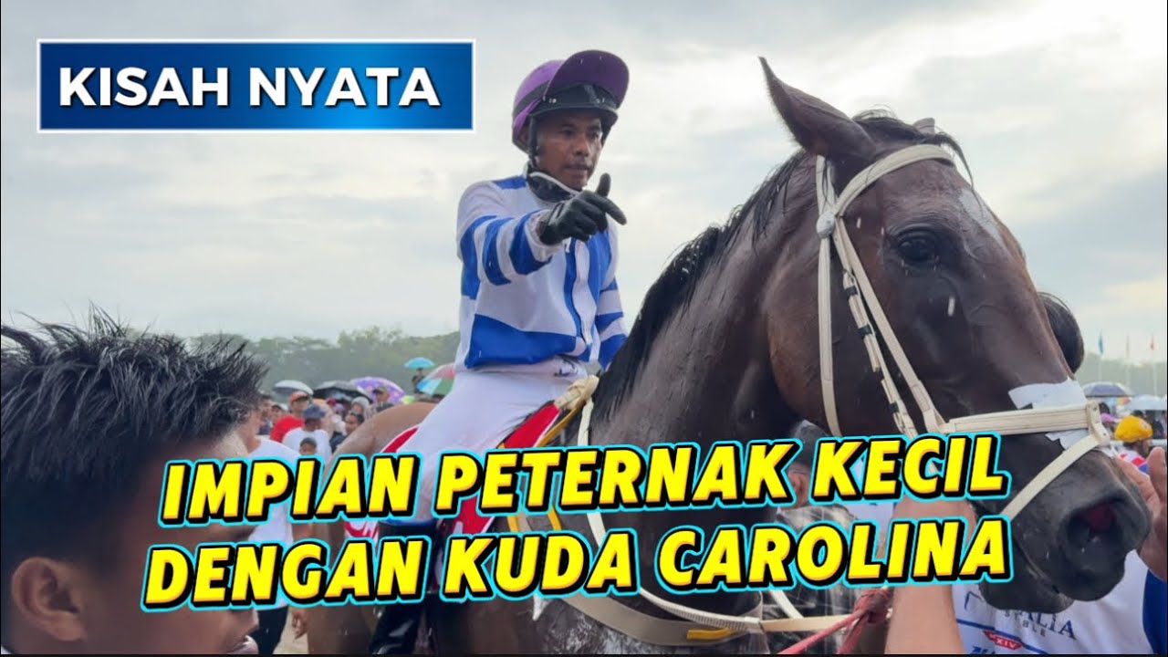 Kisah Nyata Peternak Kecil. Memiliki Impian Besar Untuk Ikut Event Pacu Kuda SAWAHLUNTO DERBY 2025, 