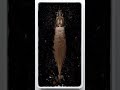 The delicate wing bones of a Flying Fish 🐟🦅 #flyingfish #osteology #morbidcuriosity #timelapse