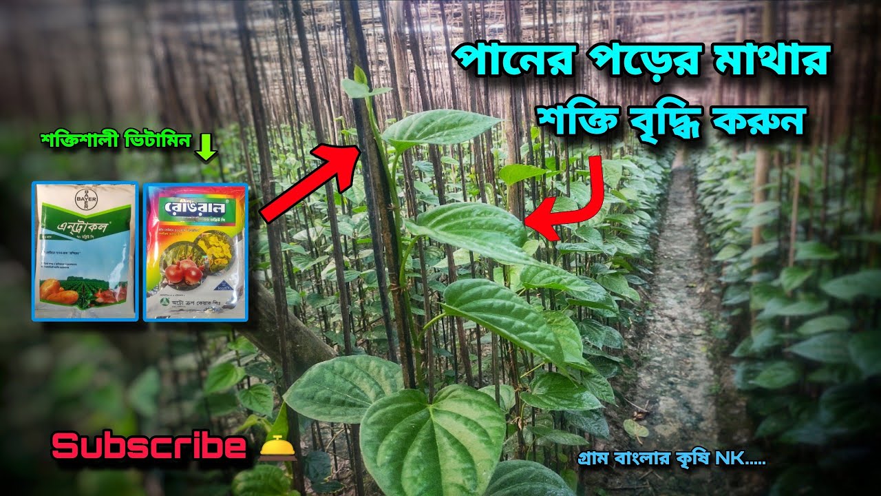 ভিটামিন প্রয়োগের মাধ্যমে পানের পড়ের ডগার শক্তি বৃদ্ধি করুন এবং পানের গঠন ভলো করুন।