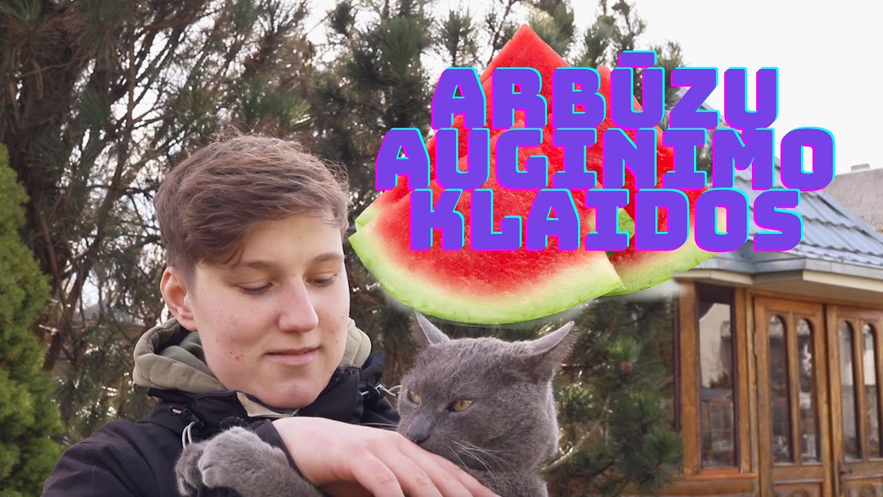 ARBŪZŲ AUGINIMO KLAIDOS 2 DALIS