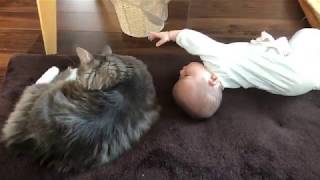 赤ちゃんに狙われる猫 ノルウェージャンフォレストキャットThe cat targeted by the baby.Norwegian Forest Cat.