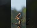 AVES #nature