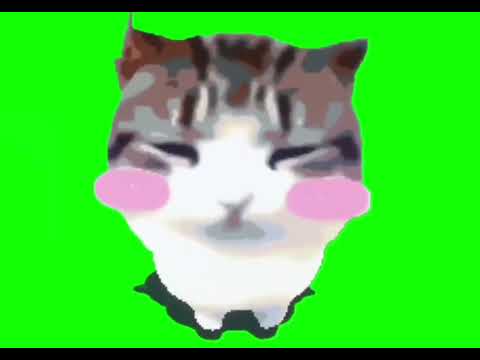 Dam Dam Diri Diri Cat Green Screen 