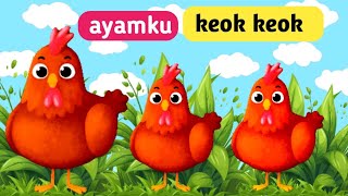 AYAMKU KEOK KEOK lagu anak-anak Indonesia lagu anak-anak populer