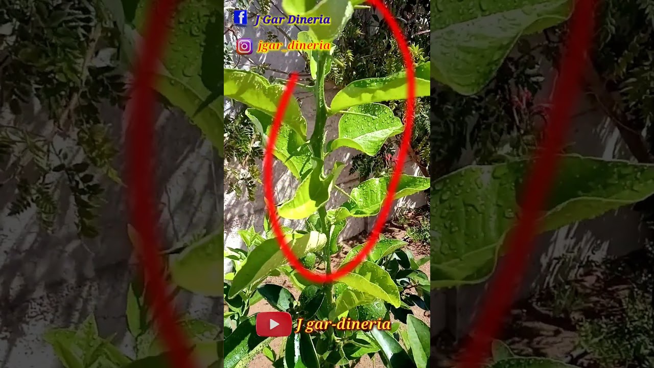 "Chupones" Cómo reconocerlos y sacarlos lo antes posible.