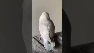 Çılgınca Dans Eden Muhabbet Kuşu