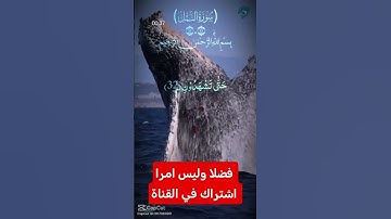 القرآن الكريم #duet #اكسبلور #دويتو #رمضانمبارك #تيك_توك #راحة_نفسية #لايك #ترند #في #لا