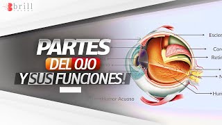 ▶ Partes del Ojo Humano: Anatomía y Funcionamiento del Ojo para Niños