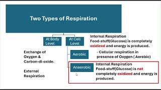 Life-Processes-1|SSC STD 10|Semi-English (Marathi)| Science 2! Cellular-Respiration-2