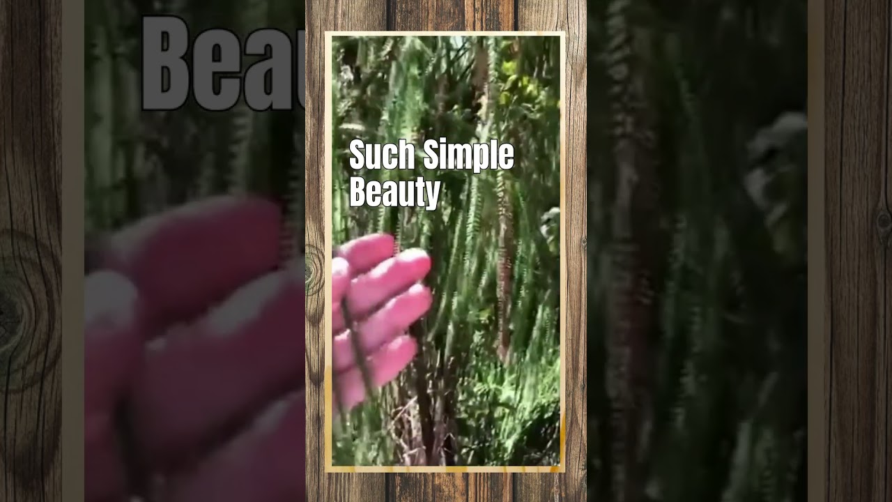 Rimu Tree - Native to Aotearoa New Zealand - New Zaland Natives