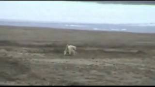 Wolf dominance behavior by David Mech
