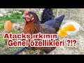 Atacks tavuklarının genel özellikleri?!? #atacksırkı #atacktavukları