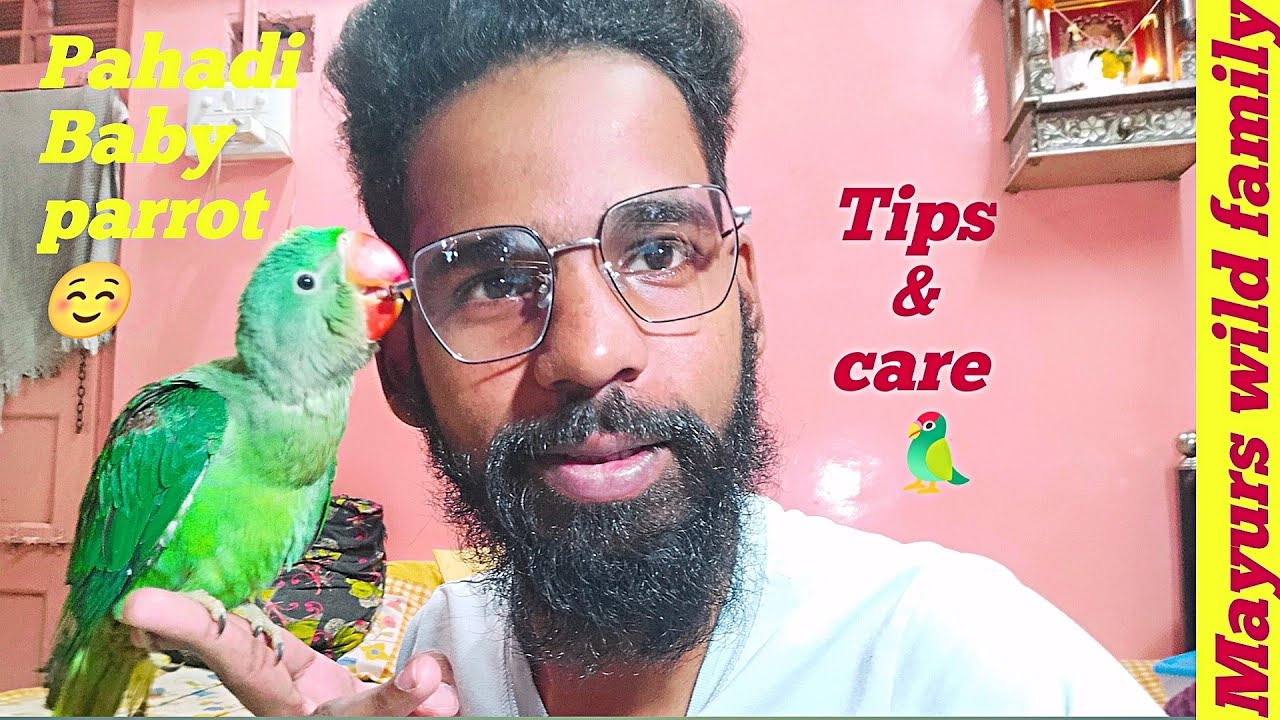 Pahadi Baby parrot Baby Parrot Tips & care How to take care of