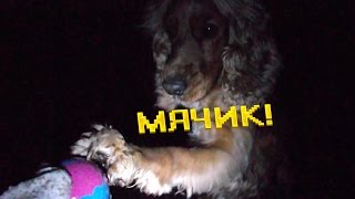 Английский кокер спаниель Сёма приносит мячик | English cocker spaniel(Это канал про меня и моего спаниеля Сёму. Буду снимать видео про своего пёсика, про то как я занимаюсь спорто..., 2015-12-01T10:31:11.000Z)