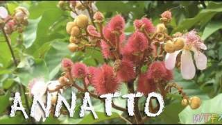 What Is Annatto / How to Make Annatto Rice Recipe