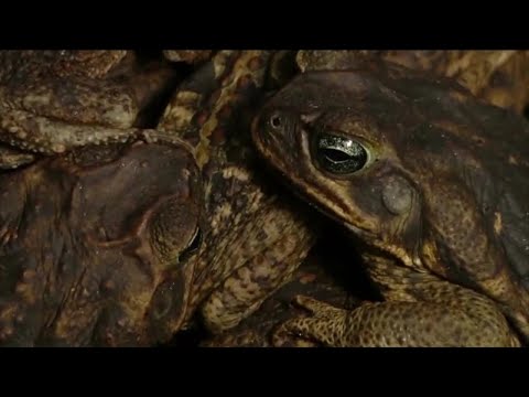 Toxic Bufo Toads