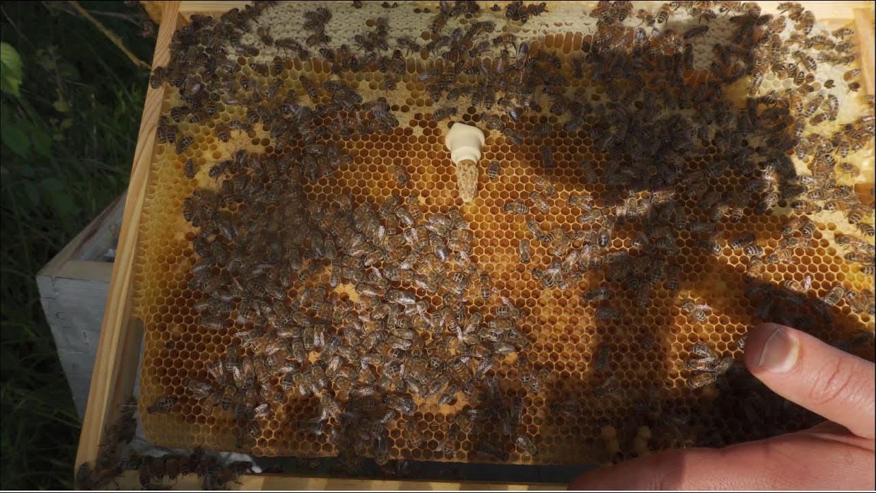 تربية النحل :تحدي التقسيم باطار واحد فقط /الجزء الثالت -عملية التقسيم 🔵