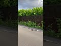帰り道 #空 #funny #列車 #植物 #景色 #カラス
