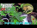 Breeders booth s4 ep 6  veg weeks 1  2  how to spot spider mites early