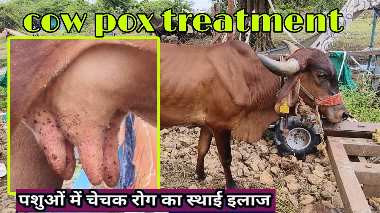cow pox disease,पशु में चेचक रोग का इलाज चेचक बीमारी रोकथाम इलाज chechak cow pox Disease !