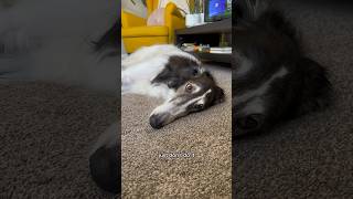 go forth, part 2 #dogsofyoutube #dog #motivational #borzoi #dogshorts #petshorts #voiceover