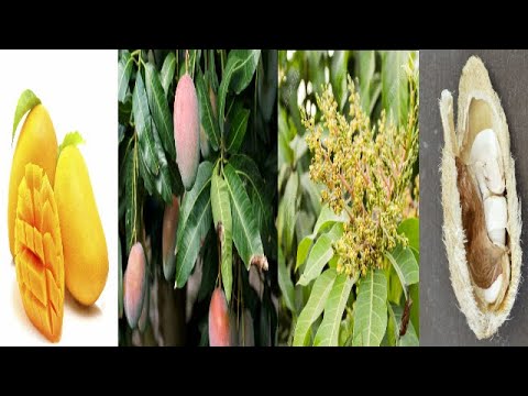 MANGO TREE!!! NETTLE LEAF!!! SPIRITUAL AND PHYSICAL USES OF NETTLE