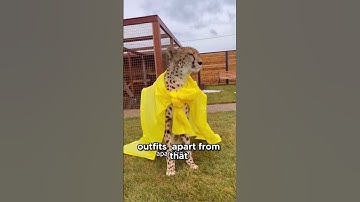 "Heartwarming Reunion | Cheetah Remembers Its Caretakers After Years Apart!"