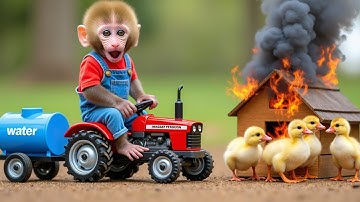 Monkey Nana driving the tractor rescued the ducks from the coop just before it crumbled