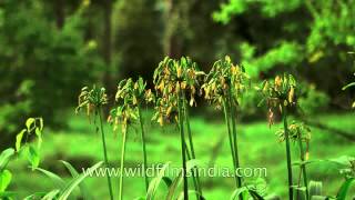 Agapanthus lilies seeding in the Himalaya