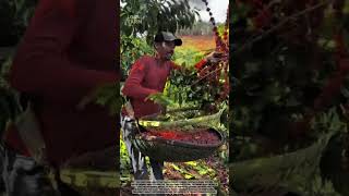 Traditional Coffee Harvesting: Fast Manual Picking Method! ☕🌿
