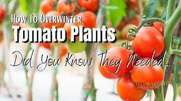 How To Overwinter Tomato Plants? - The Walled Nursery