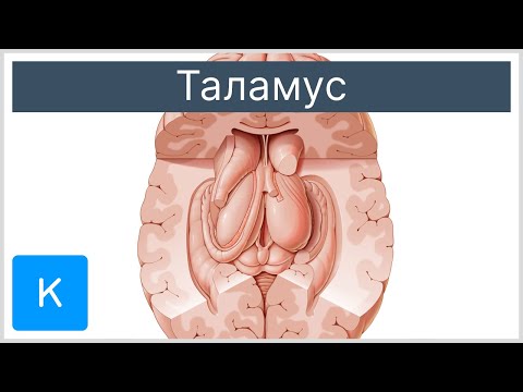 Таламус - Анатомия человека | Kenhub