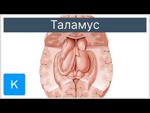 Видео: Какие ядра таламуса связаны с неокортексом?